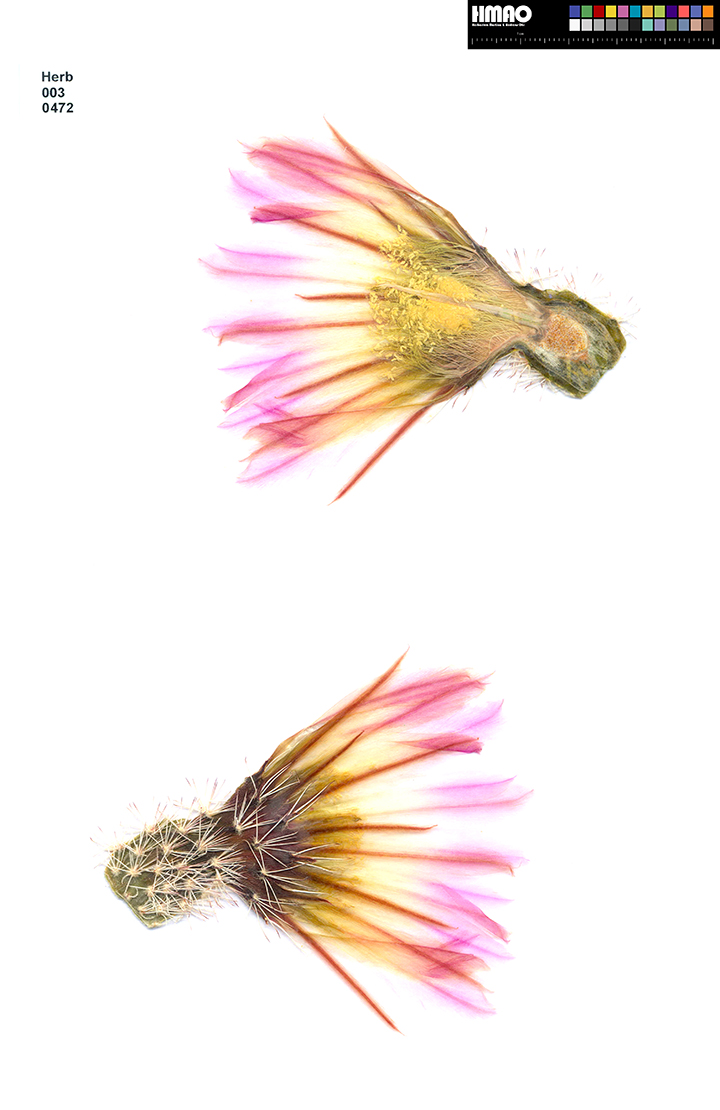 HMAO-003-0472 - Echinocereus pectinatus, Mexico, Durango, Nieves-Rodeo