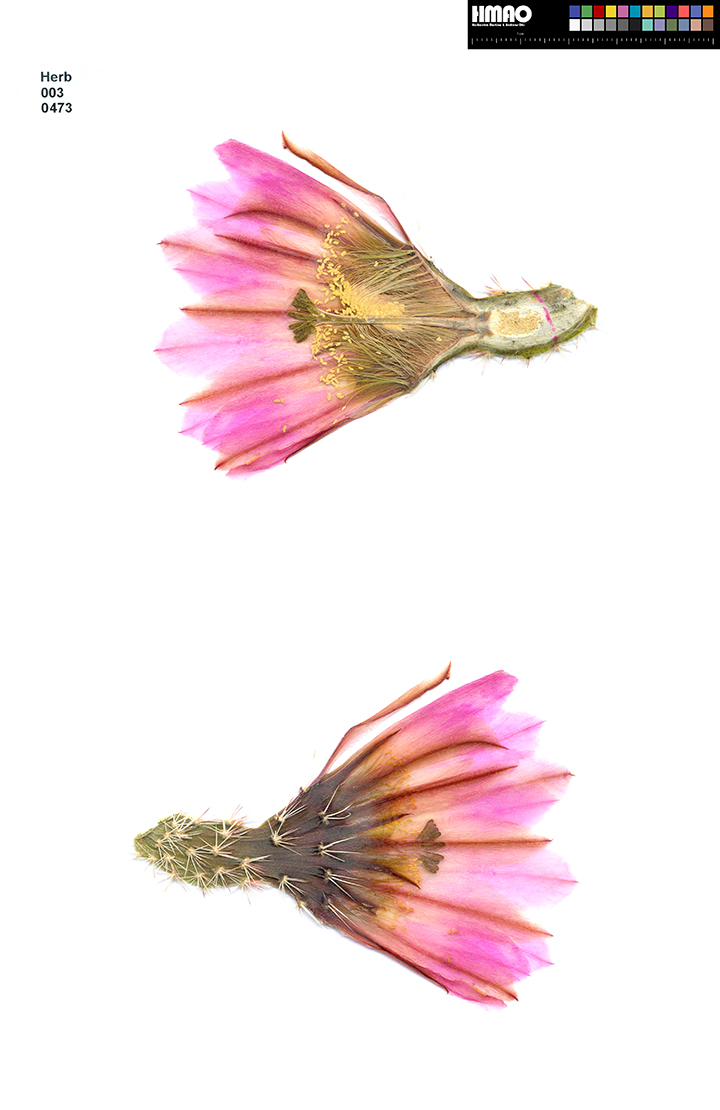 HMAO-003-0473 - Echinocereus pectinatus, Mexico, Durango, Nieves-Rodeo