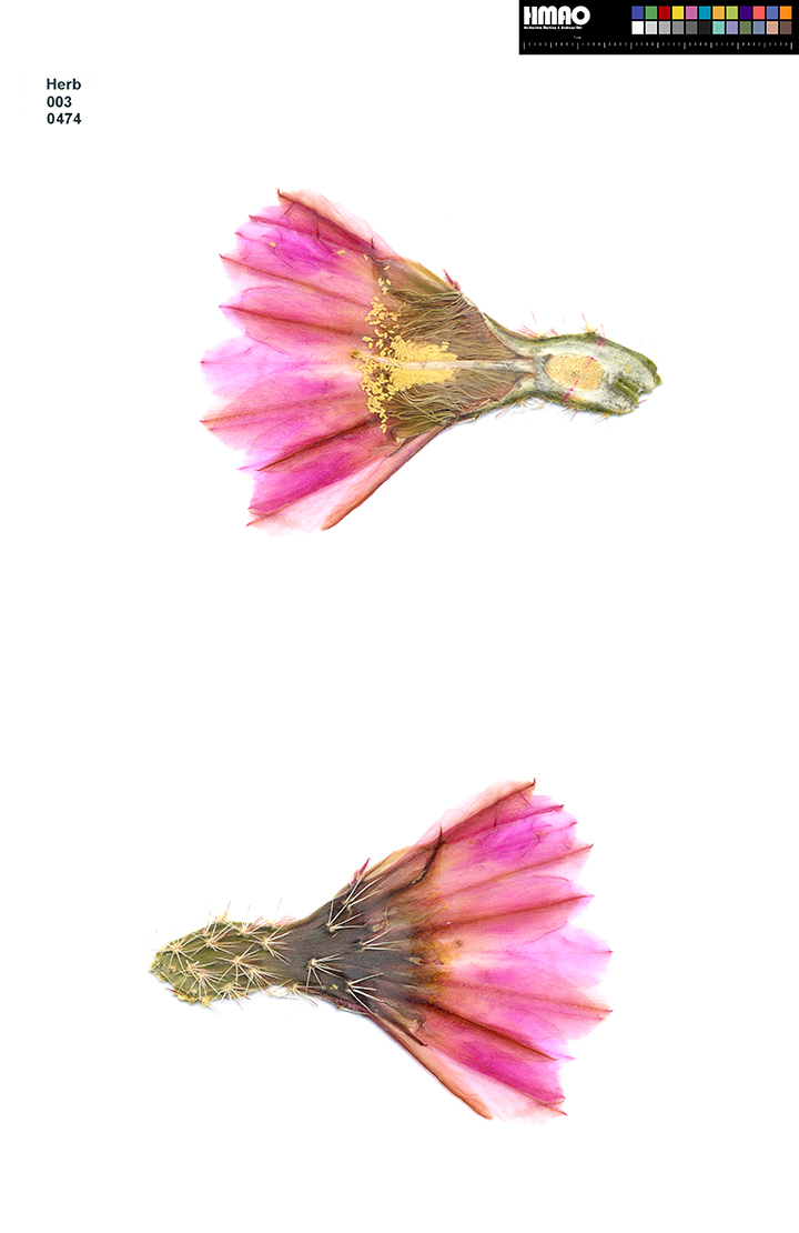 HMAO-003-0474 - Echinocereus pectinatus, Mexico, Durango, Nieves-Rodeo