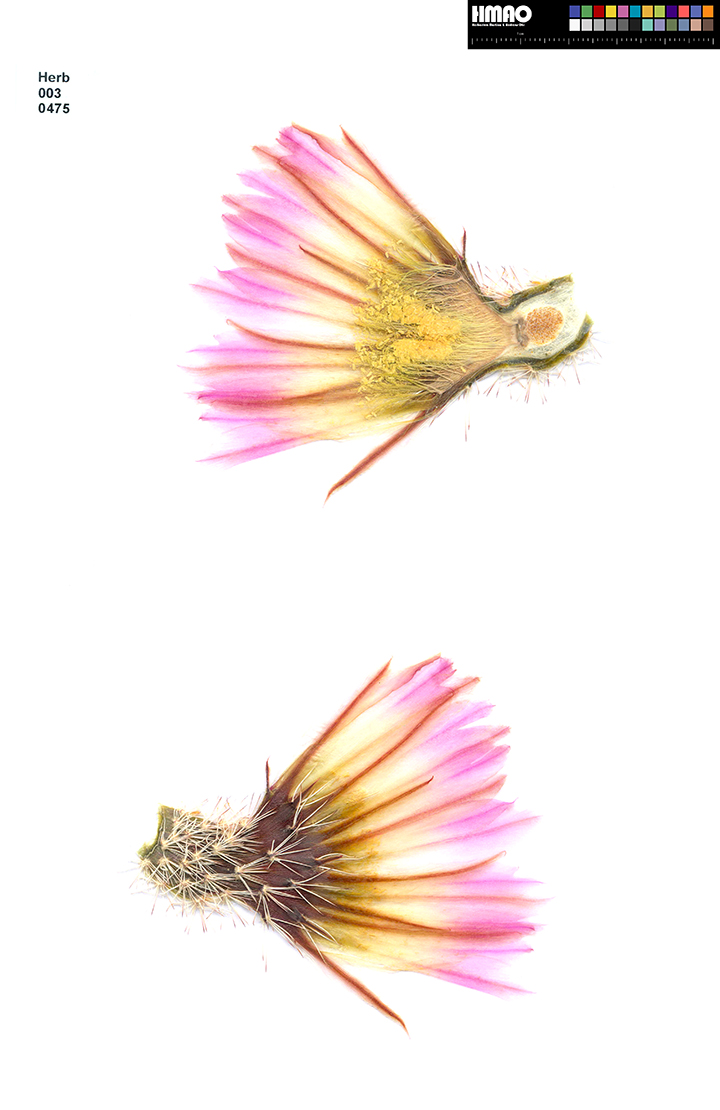 HMAO-003-0475 - Echinocereus pectinatus, Mexico, Durango, Nieves-Rodeo