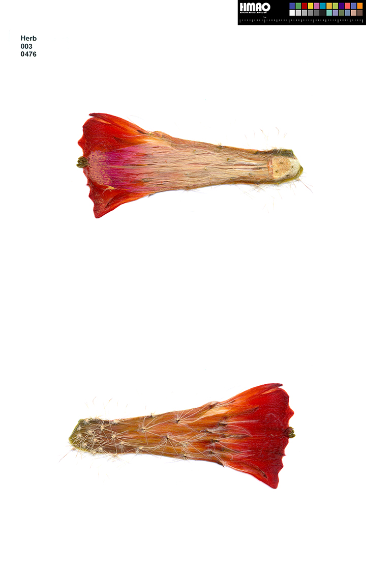 HMAO-003-0476 - Echinocereus salm-dyckianus, Mexico, Chihuahua, Creel-Divisadero