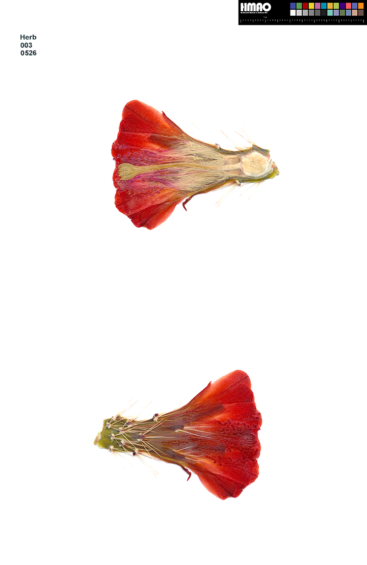 HMAO-003-0526 - Echinocereus mojavensis, USA, Arizona, Kayenta