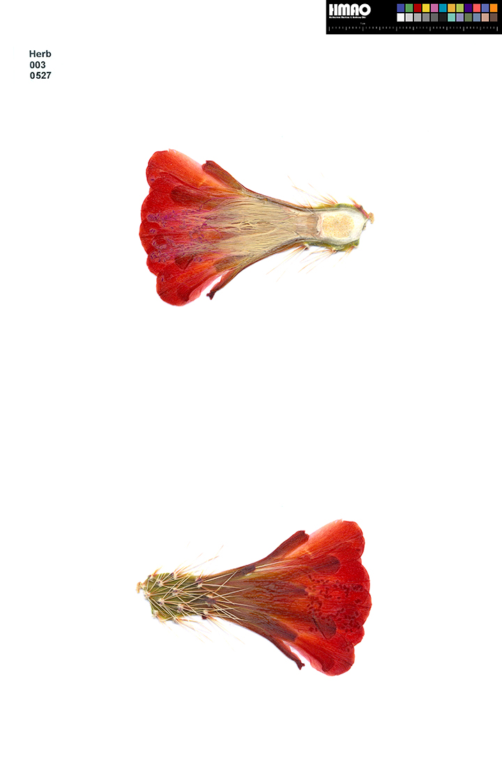 HMAO-003-0527 - Echinocereus mojavensis, USA, Arizona, Kayenta