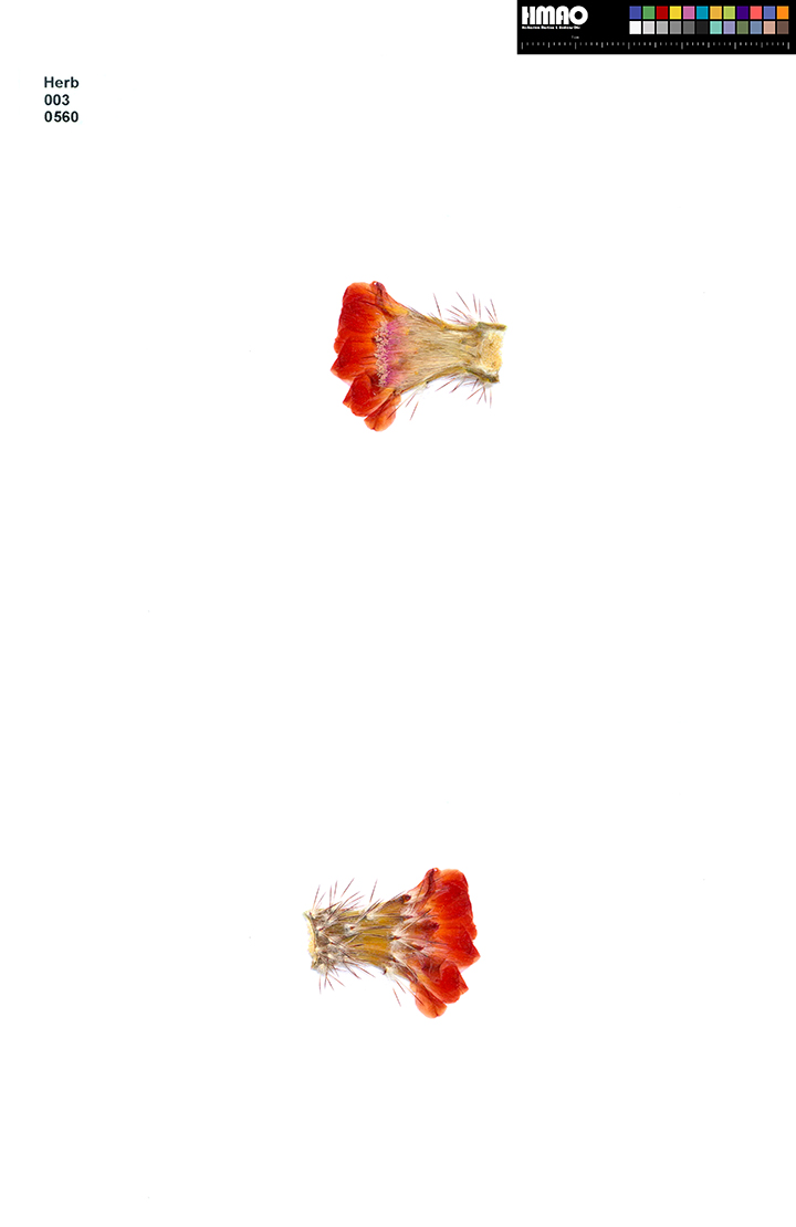 HMAO-003-0560 - Echinocereus polyacanthus, Mexico, Chihuahua, Ciudad Duarte