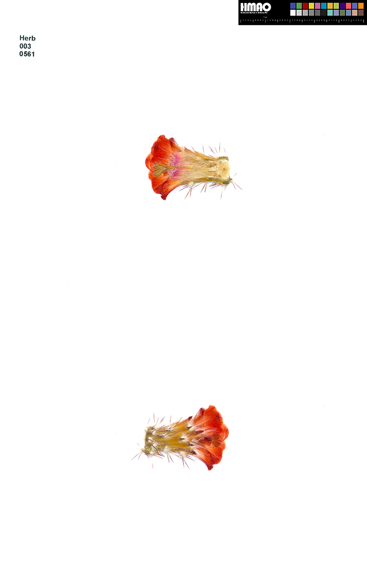 HMAO-003-0561 - Echinocereus polyacanthus, Mexico, Chihuahua, Ciudad Duarte