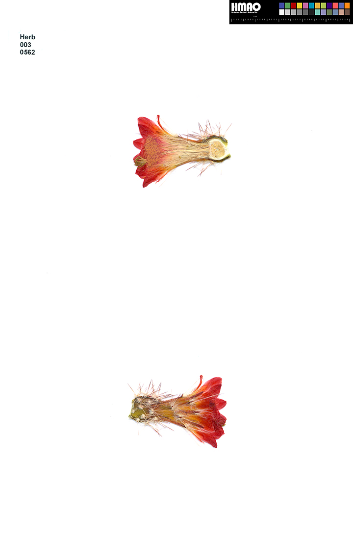 HMAO-003-0562 - Echinocereus polyacanthus, Mexico, Chihuahua, Ciudad Duarte