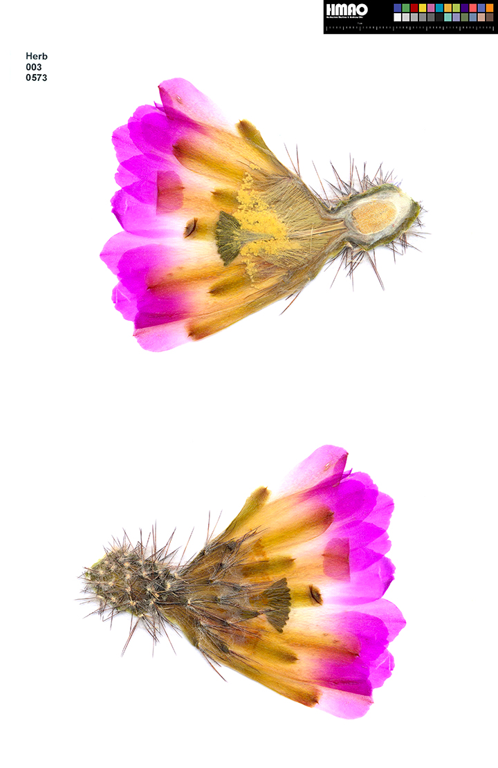 HMAO-003-0573 - Echinocereus pentalophus, Mexico, San Luis Potosi, Guadalcasar