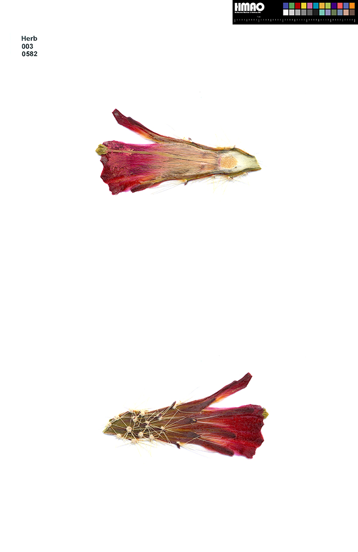 HMAO-003-0582 - Echinocereus mojavensis, USA, Arizona, Moran Point