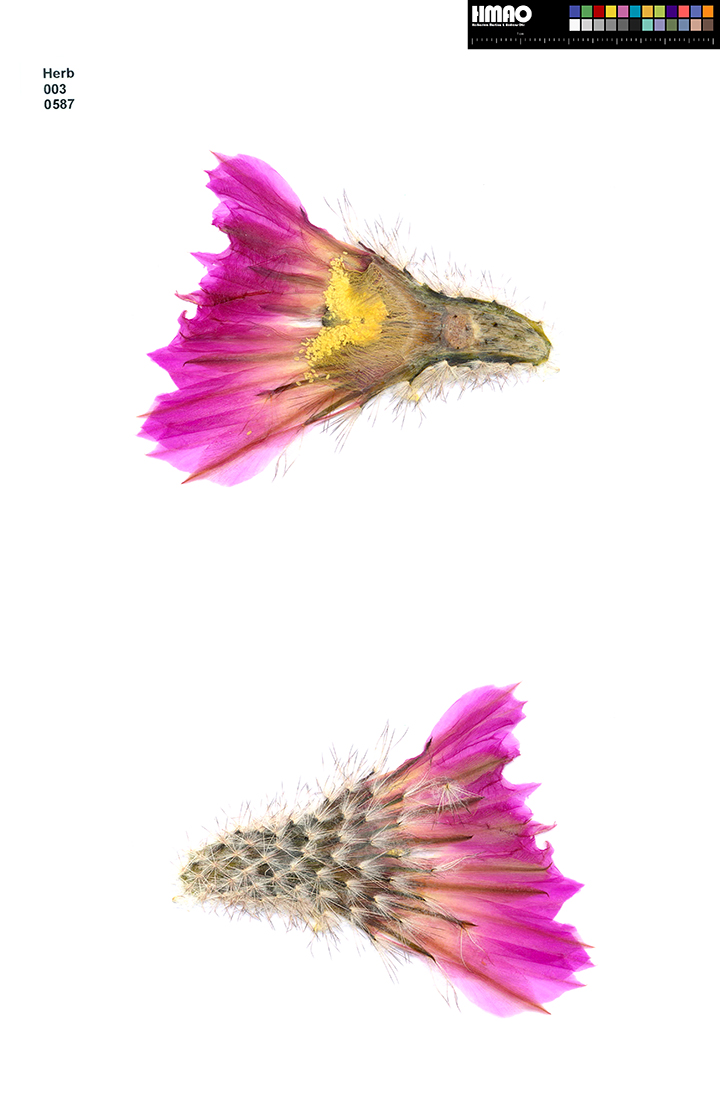 HMAO-003-0587 - Echinocereus primolanatus, Mexico, Coahuila, Cuatrocienegas