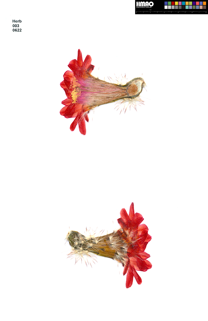 HMAO-003-0622 - Echinocereus polyacanthus, Mexico, Chihuahua, Cienequita
