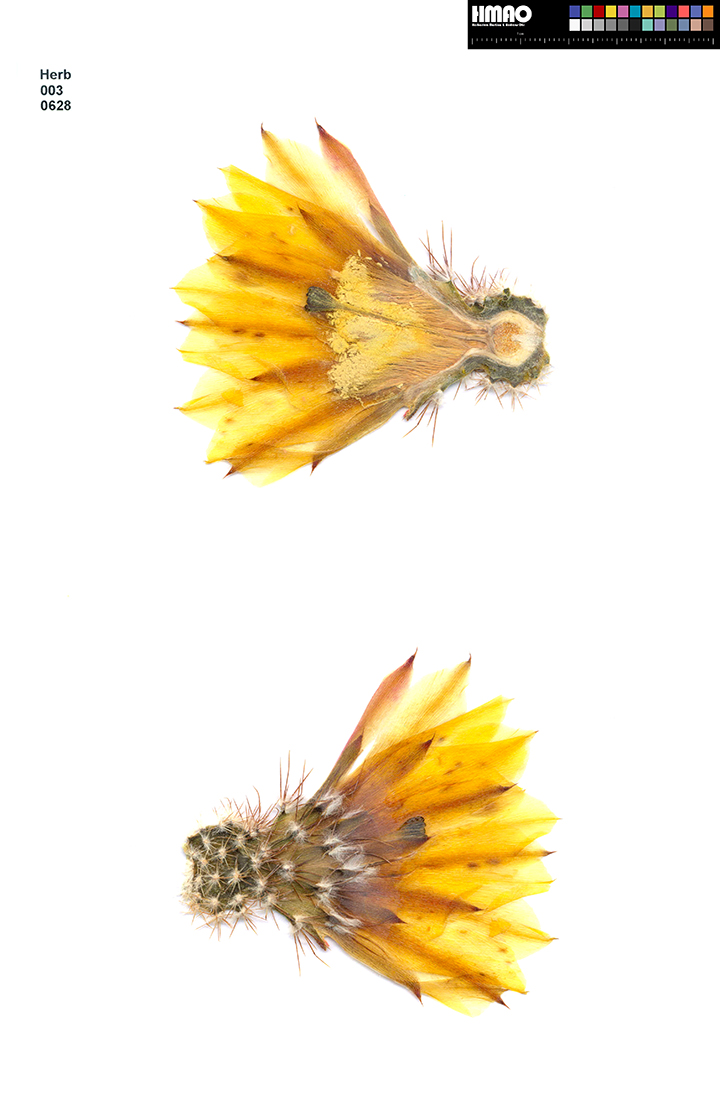HMAO-003-0628 - Echinocereus stoloniferus tayopensis, Mexico, Sonora, El Novillo-Sahuaripa
