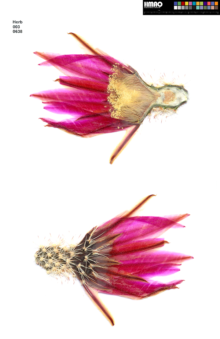 HMAO-003-0638 - Echinocereus dasyacanthus, USA, Texas, Bakersfield
