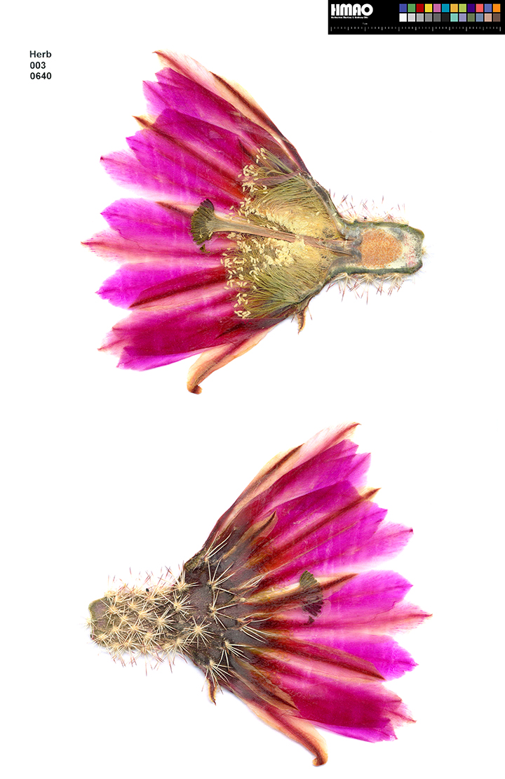 HMAO-003-0640 - Echinocereus dasyacanthus, USA, Texas, Bakersfield