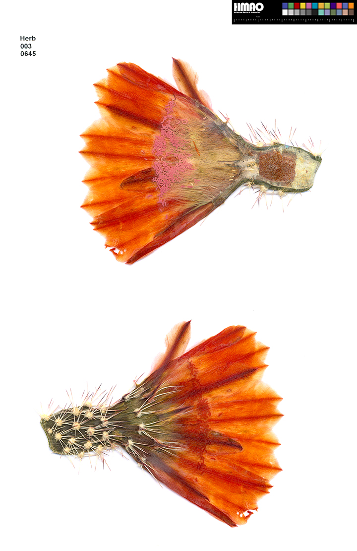 HMAO-003-0645 - Echinocereus xlloydii, USA, Texas, Bakersfield
