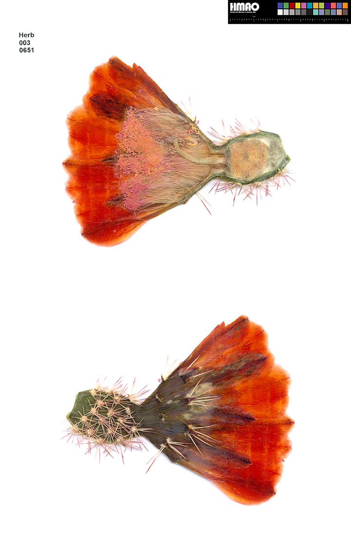 HMAO-003-0651 - Echinocereus xlloydii, USA, Texas, Bakersfield-Ft. Stockton