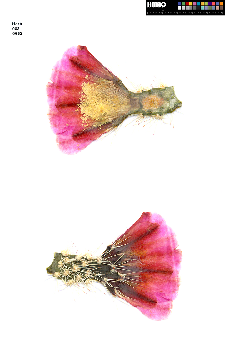 HMAO-003-0652 - Echinocereus xlloydii, USA, Texas, Bakersfield-Ft. Stockton