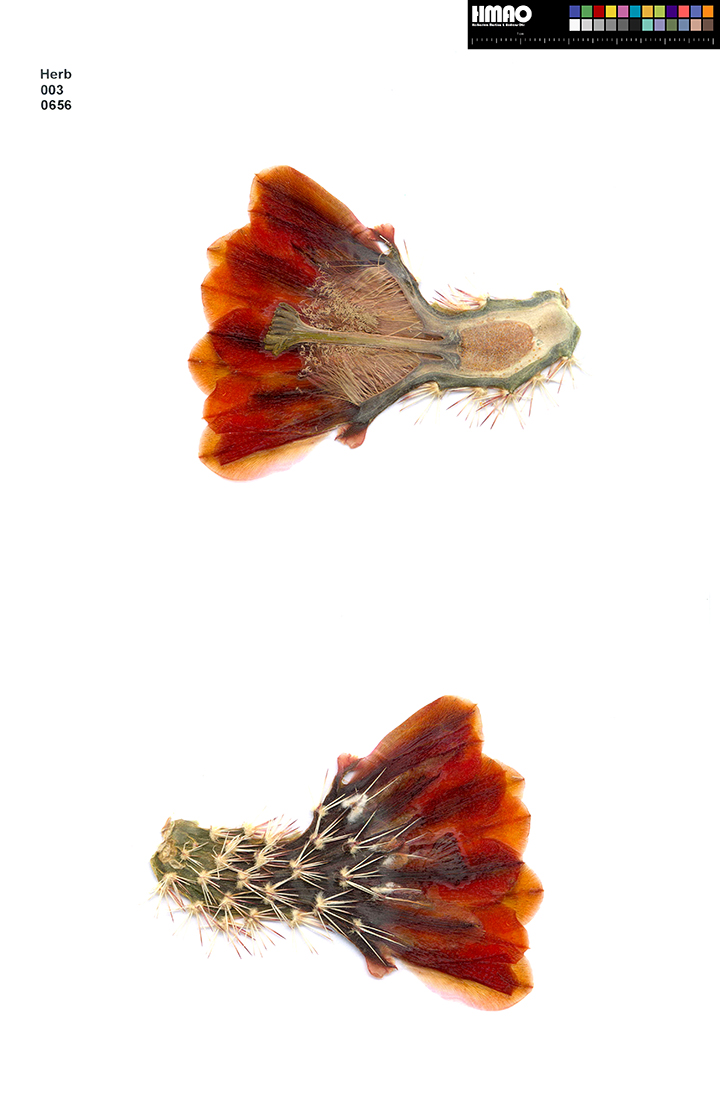 HMAO-003-0656 - Echinocereus xlloydii, USA, Texas, Bakersfield-Ft. Stockton