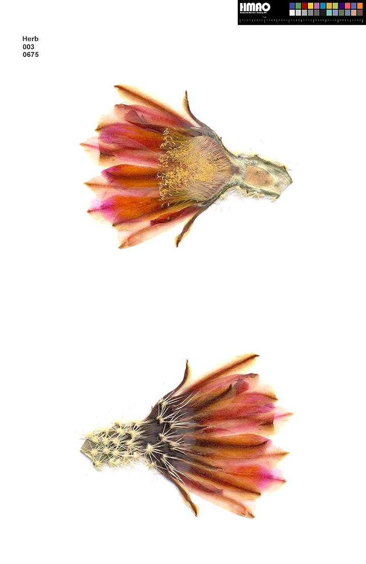 HMAO-003-0675 - Echinocereus dasyacanthus, USA, Texas, Lajitas