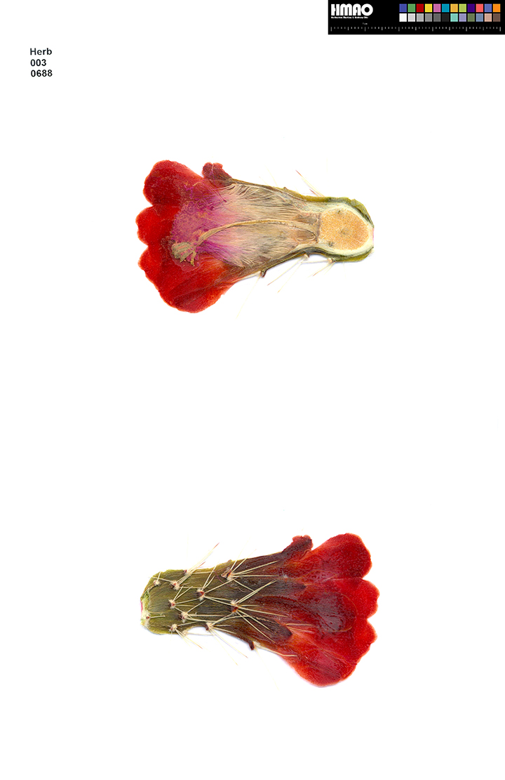 HMAO-003-0688 - Echinocereus coccineus transpecosensis, USA, Texas, Pinto Canyon