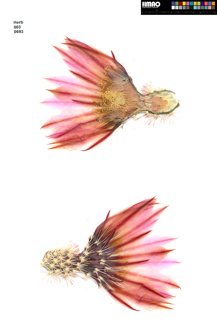 HMAO-003-0693 - Echinocereus dasyacanthus, USA, Texas, Lajitas
