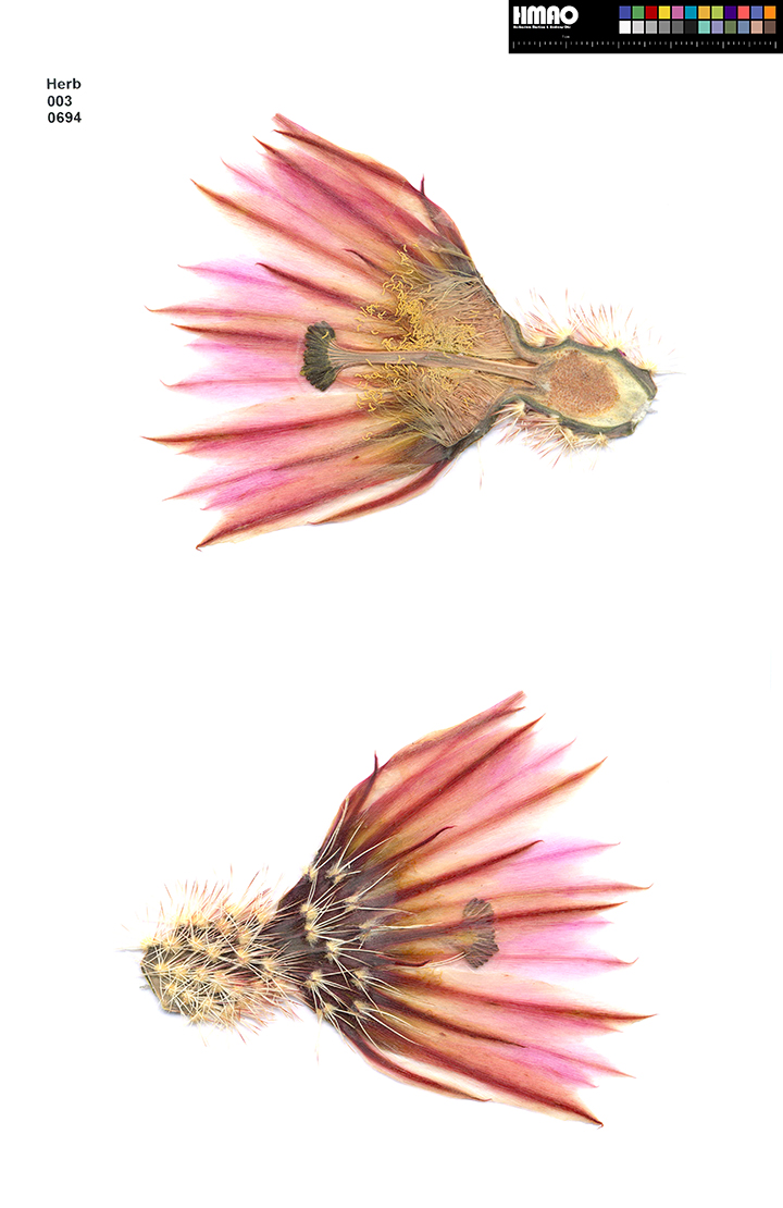 HMAO-003-0694 - Echinocereus dasyacanthus, USA, Texas, Lajitas