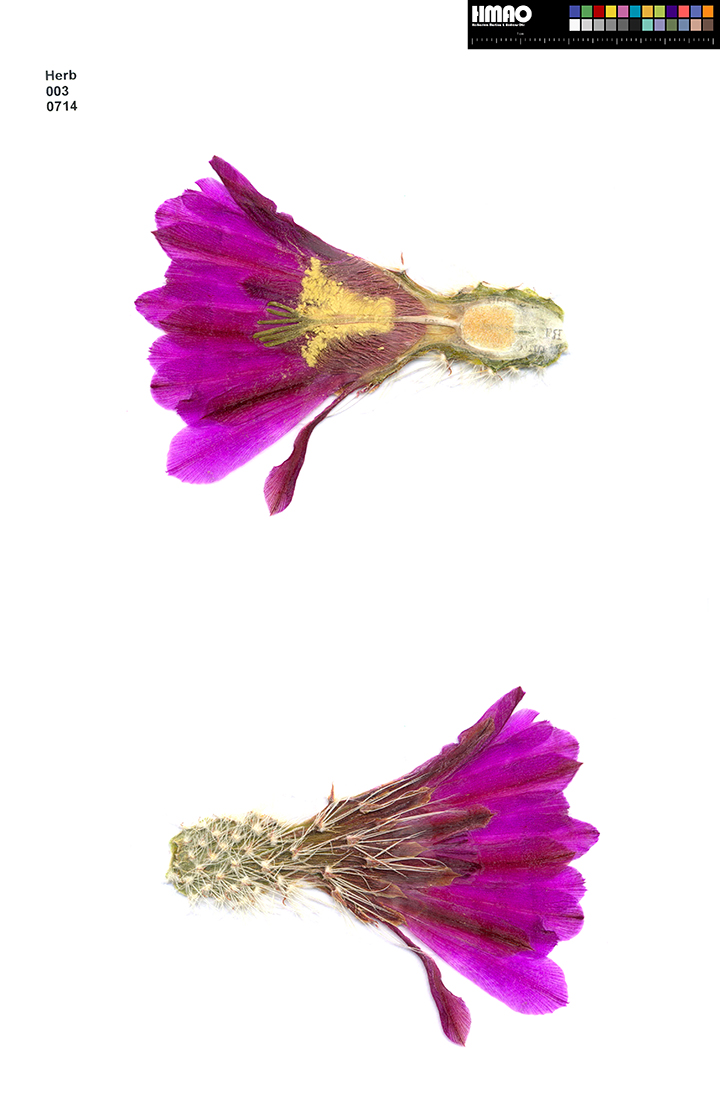 HMAO-003-0714 - Echinocereus occidentalis, Mexico, Durango, Rio Nazas