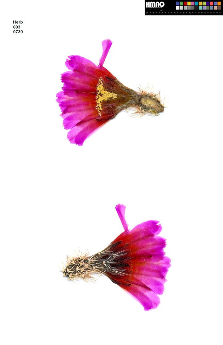 HMAO-003-0730 - Echinocereus barthelowanus, Mexico, Baja California, Isla Magdalena