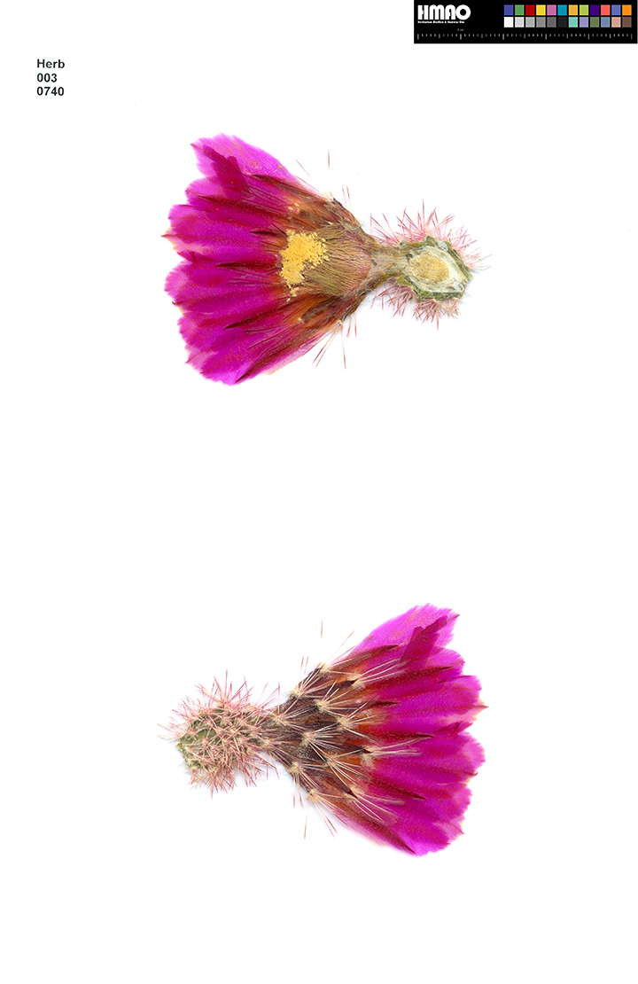 HMAO-003-0740 - Echinocereus rigidissimus, Mexico, Sonora, El Novillo - Sahuaripa