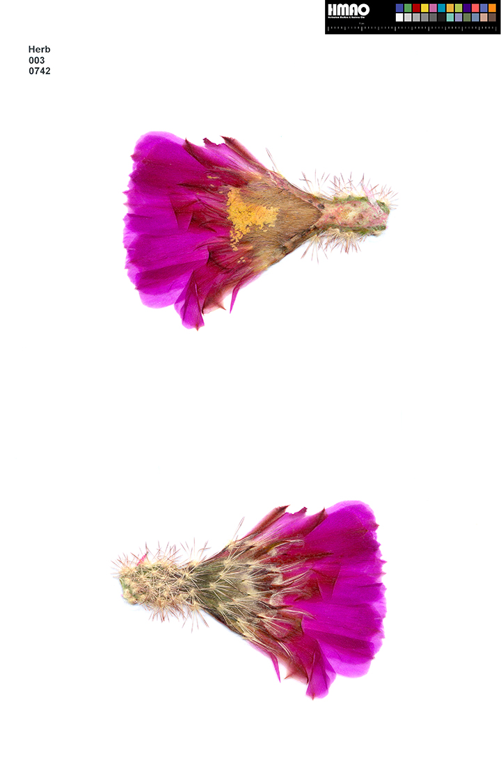HMAO-003-0742 - Echinocereus rigidissimus, USA, Arizona, Sonoita