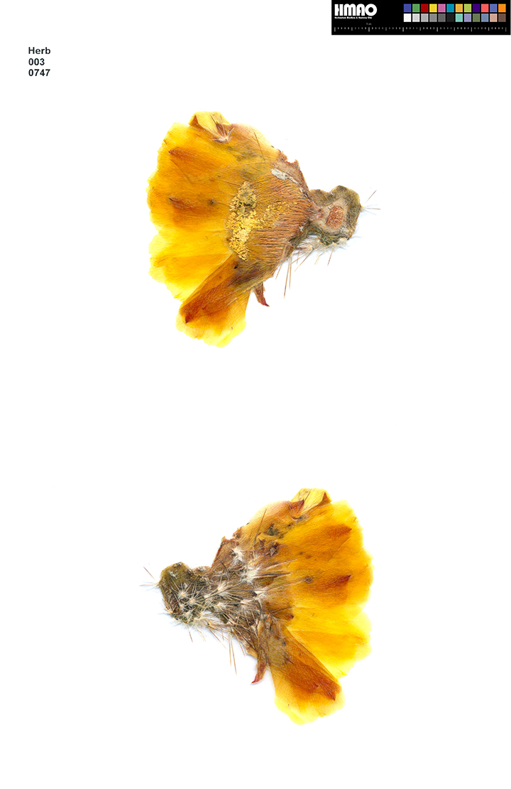 HMAO-003-0747 - Echinocereus stoloniferus tayopensis, Mexico, Sonora, Yecora - San Nicolas