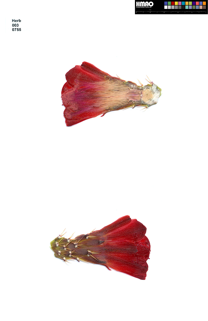 HMAO-003-0755 - Echinocereus triglochidiatus, USA, New Mexico, Manzano