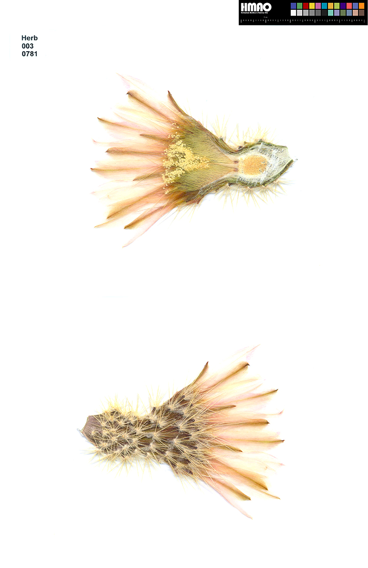 HMAO-003-0781 - Echinocereus grandis, Mexico, Baja California, Isla Esteban