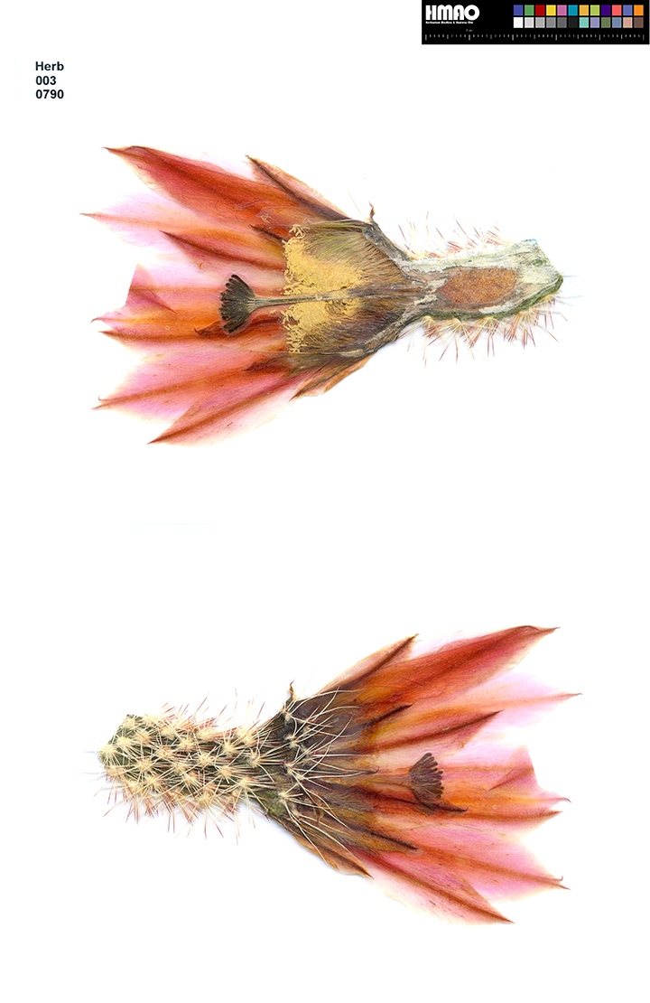 HMAO-003-0790 - Echinocereus dasyacanthus, USA, Texas, Bakersfield