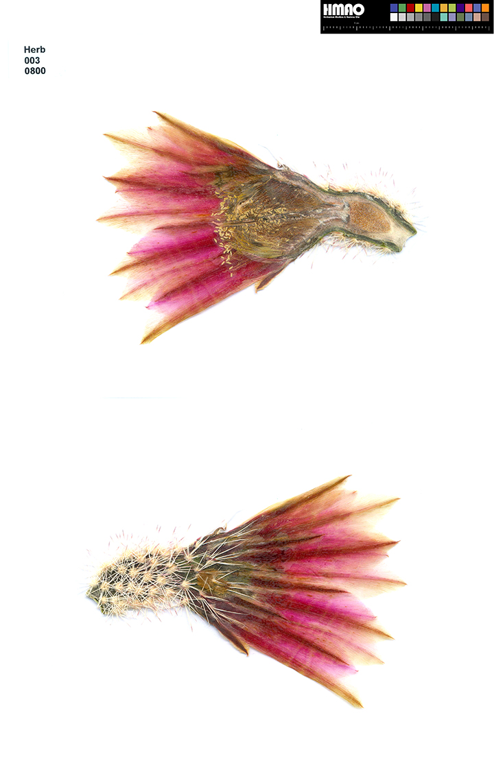HMAO-003-0800 - Echinocereus dasyacanthus, USA, Texas, Bakersfield