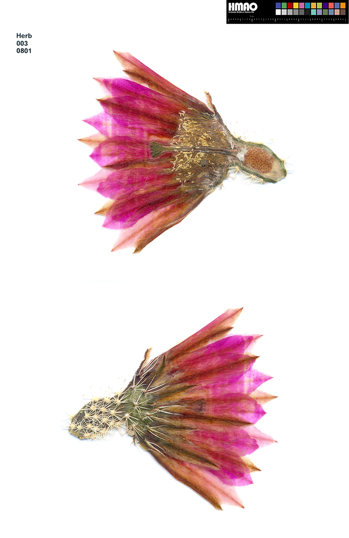 HMAO-003-0801 - Echinocereus dasyacanthus, USA, Texas, Bakersfield