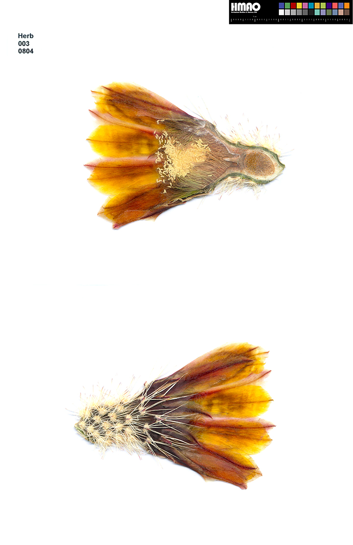 HMAO-003-0804 - Echinocereus dasyacanthus, USA, Texas, Iraan