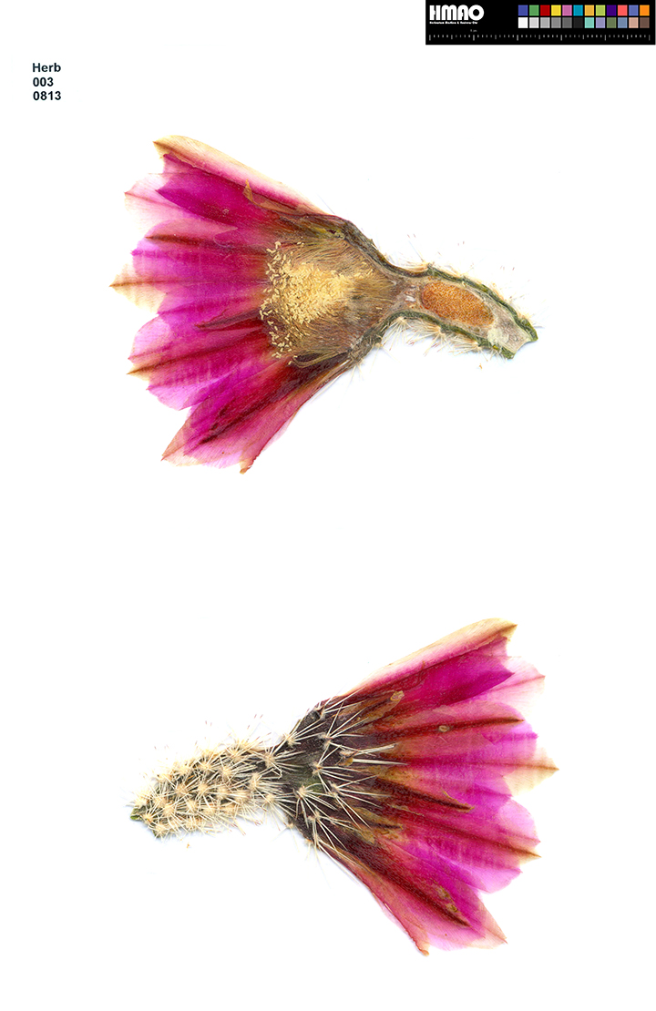 HMAO-003-0813 - Echinocereus dasyacanthus, USA, Texas, Bakersfield
