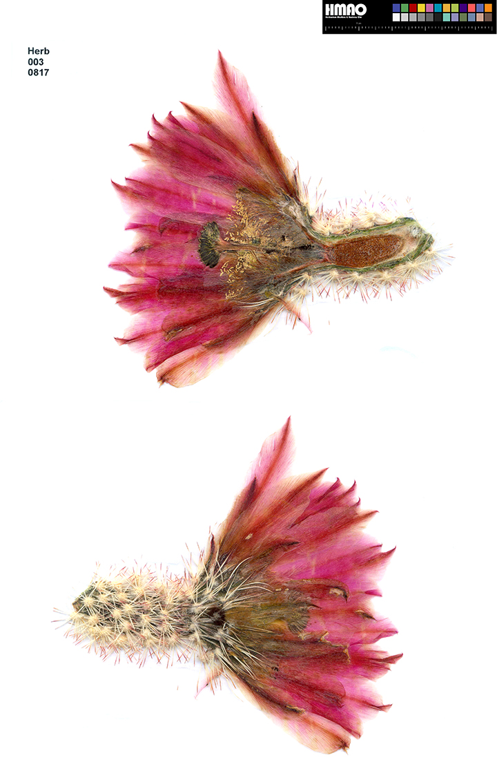 HMAO-003-0817 - Echinocereus dasyacanthus, USA, Texas, Bakersfield