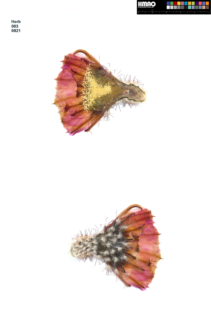 HMAO-003-0821 - Echinocereus reichenbachii caespitosus, USA, Texas, Sutton County