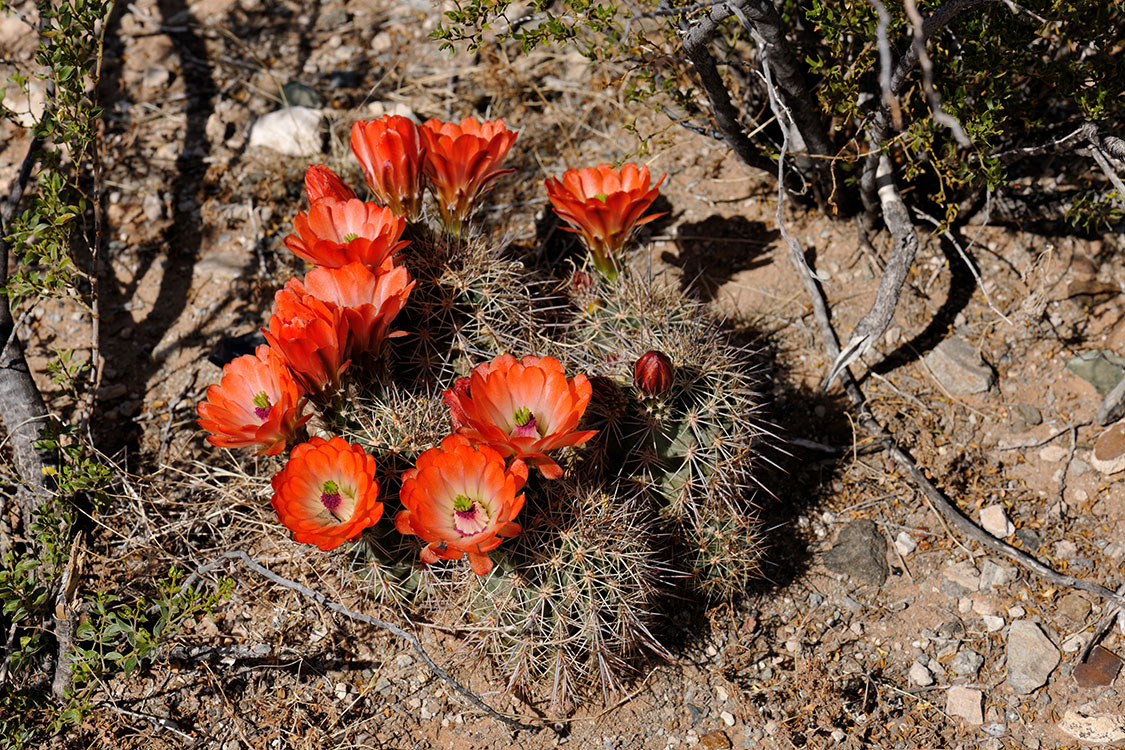 Echinocereus xroetteri, USA, New Mexico, Otero Co.