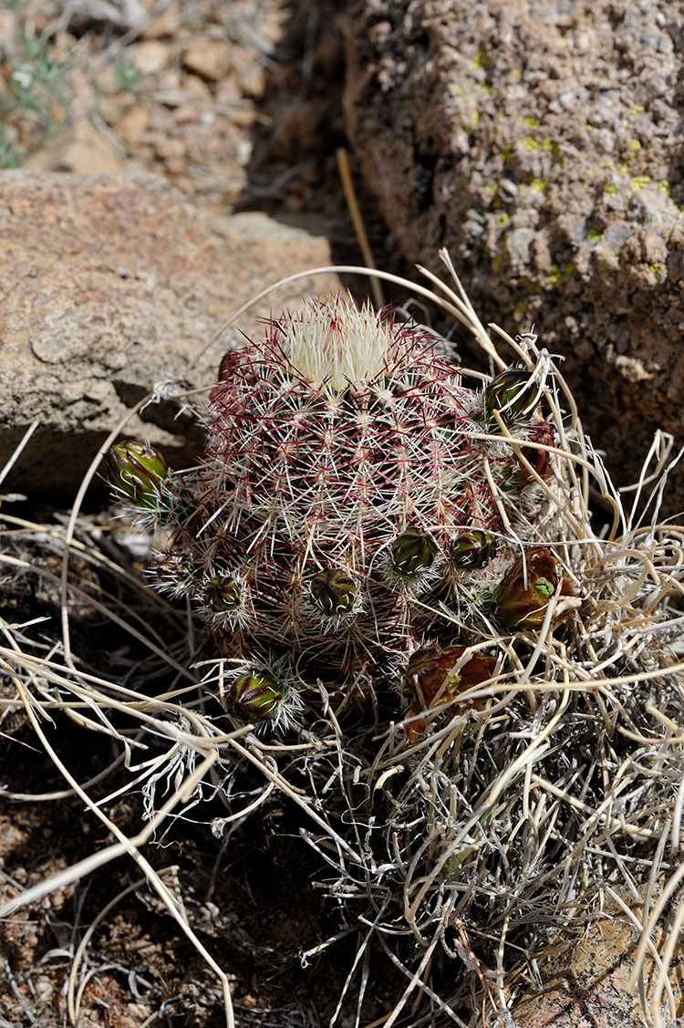 Echinocereus chloranthus, USA, New Mexico, Dona Ana Co.