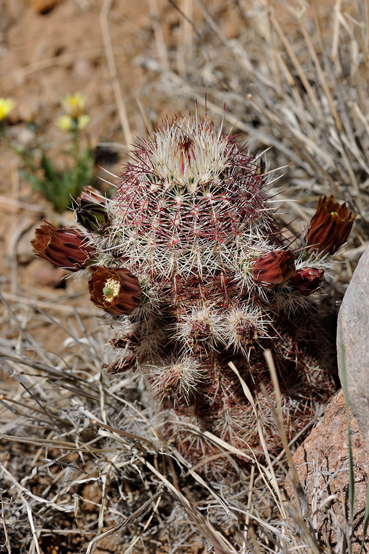 Echinocereus chloranthus, USA, New Mexico, Dona Ana Co.