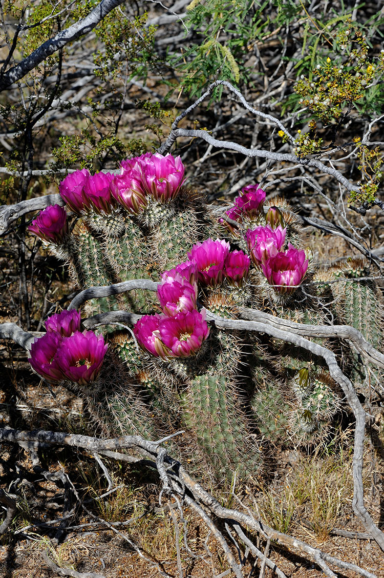 Echinocereus engelmannii subsp. fasciculatus, USA, Arizona, Pinal Co.