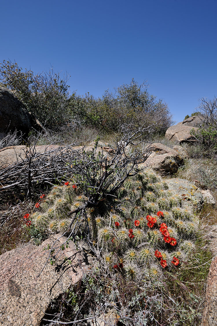 Echinocereus yavapaiensis, USA, Arizona, Yavapai Co.