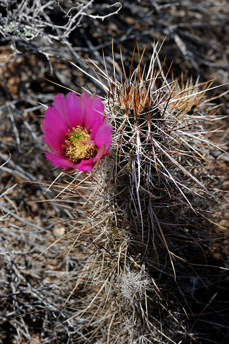 Echinocereus engelmannii, USA, Arizona, Yavapai Co.