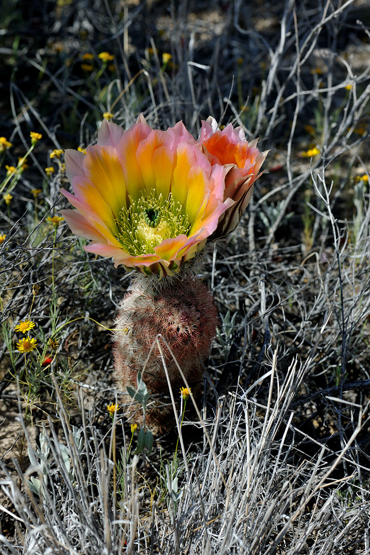 Echinocereus dasyacanthus, USA, Texas, Brewster Co.