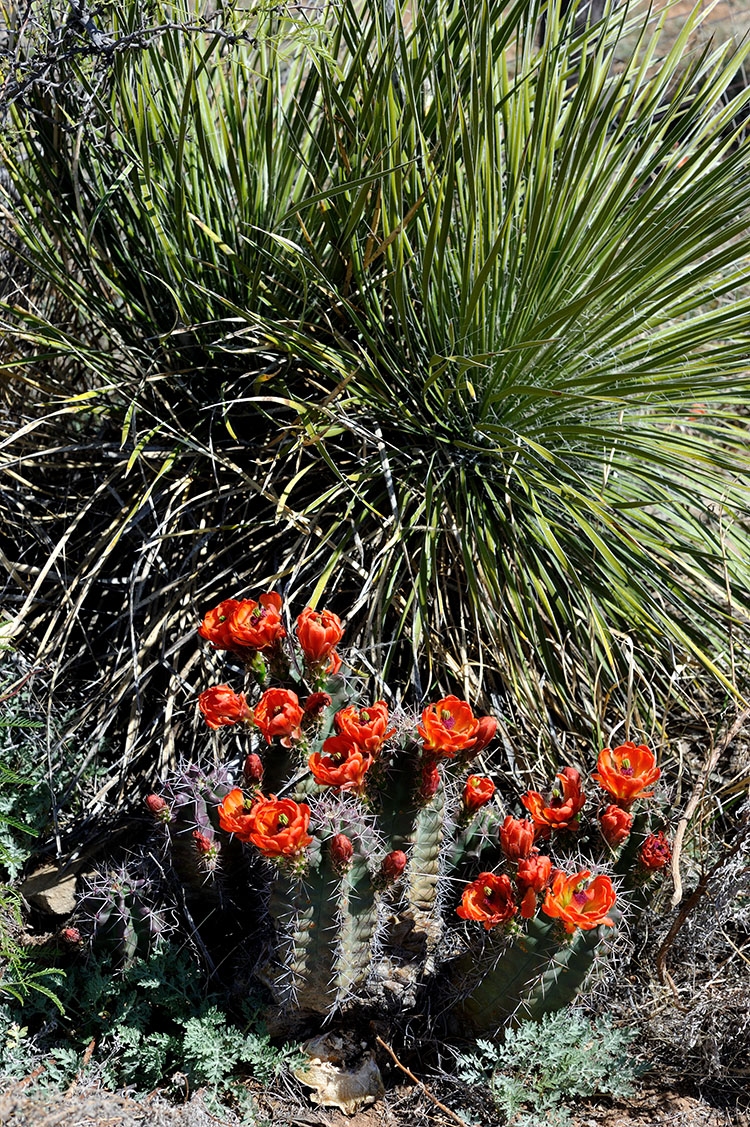 Echinocereus gurneyi, USA, Texas, Pecos Co.