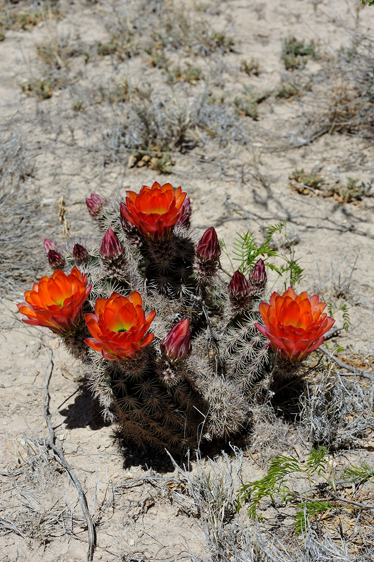 Echinocereus xlloydii, USA, Texas, Pecos Co.