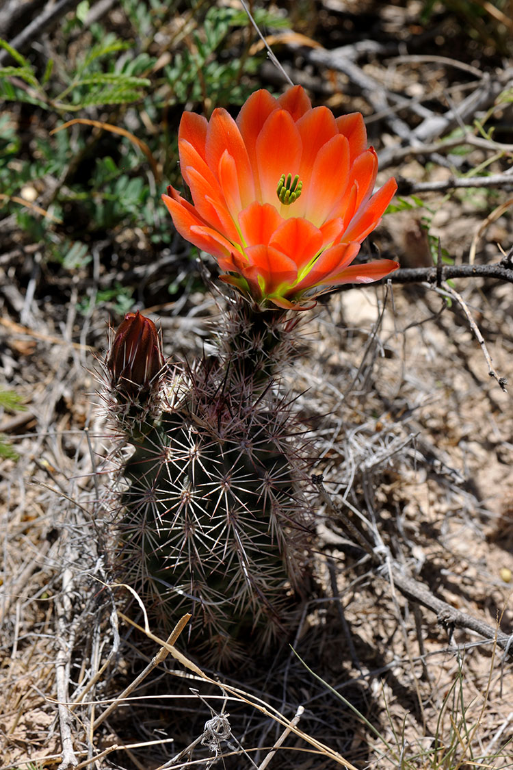 Echinocereus xlloydii, USA, Texas, Pecos Co.