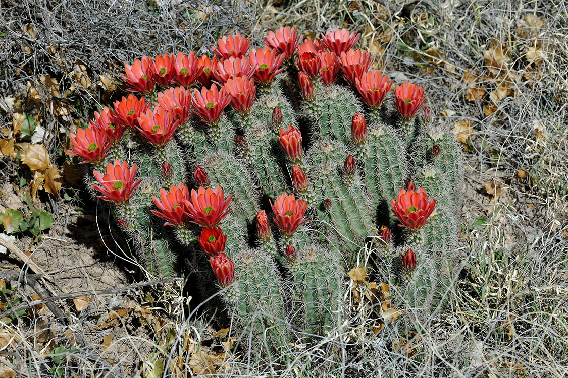 Echinocereus xlloydii, USA, Texas, Pecos Co.